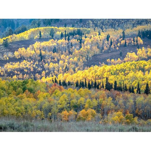 Utah-Logan Pass Autumn colors in Logan Pass Utah